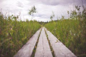 Grassy Path